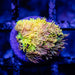 Goniopora Rainbow Super Ultra Grade - Reef Exclusive MA LLC