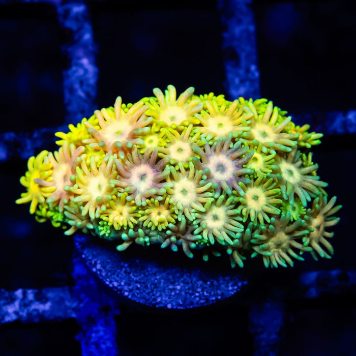 Goniopora Rainbow Super Ultra Grade - Reef Exclusive MA LLC