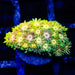 Goniopora Rainbow Super Ultra Grade - Reef Exclusive MA LLC