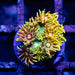 Goniopora Rainbow Super Ultra Grade - Reef Exclusive MA LLC