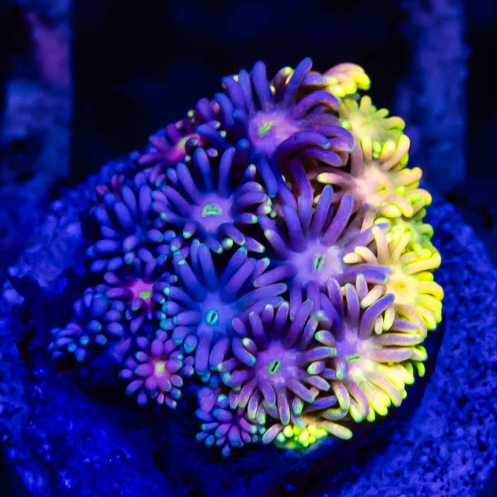 Goniopora Rainbow Super Ultra Grade - Reef Exclusive MA LLC