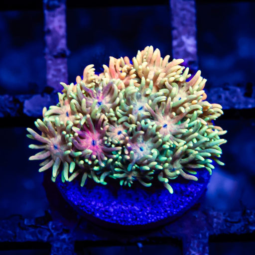 Goniopora Rainbow Super Ultra Grade - Reef Exclusive MA LLC