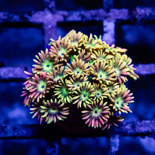 Goniopora Rainbow Super Ultra Grade - Reef Exclusive MA LLC