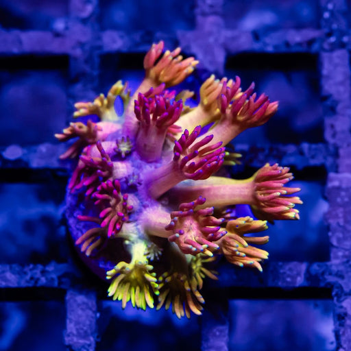 Goniopora Rainbow Super Ultra Grade - Reef Exclusive MA LLC