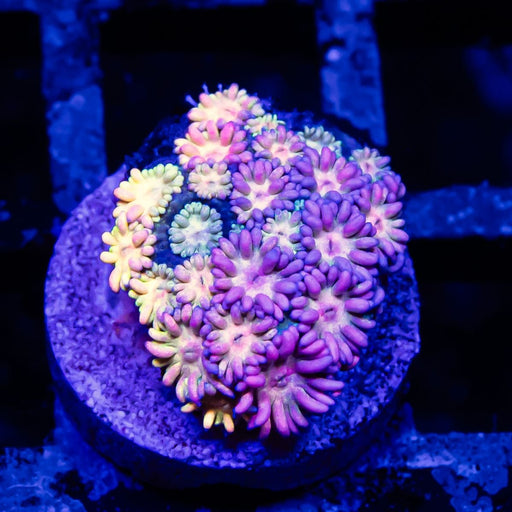 Goniopora Rainbow Super Ultra Grade - Reef Exclusive MA LLC