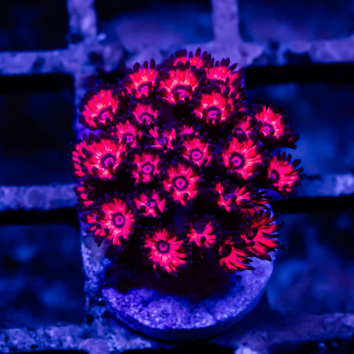 Goniopora Super Ultra - Reef Exclusive MA LLC