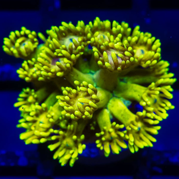 Goniopora Super Ultra - Reef Exclusive MA LLC