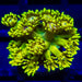 Goniopora Super Ultra - Reef Exclusive MA LLC