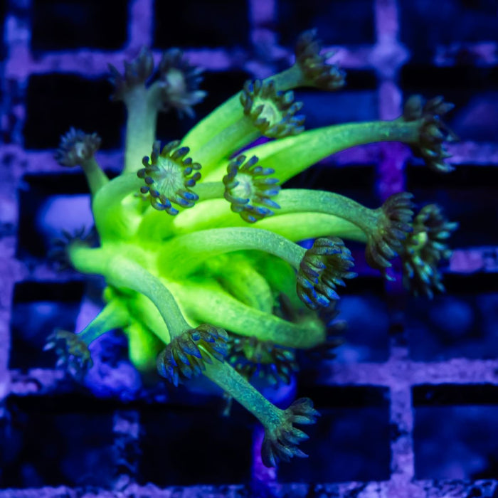 Goniopora Super Ultra - Reef Exclusive MA LLC