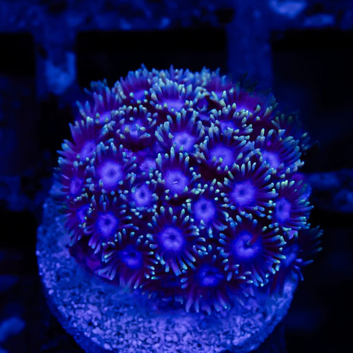 Goniopora Super Ultra - Reef Exclusive MA LLC