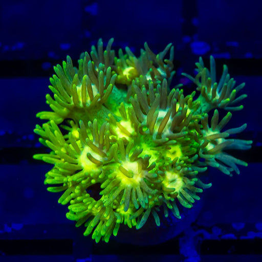 Goniopora Super Ultra - Reef Exclusive MA LLC