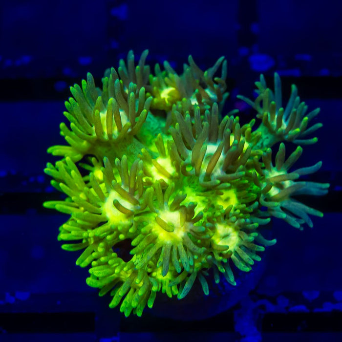 Goniopora Super Ultra - Reef Exclusive MA LLC