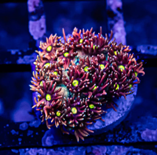 Goniopora Super Ultra - Reef Exclusive MA LLC