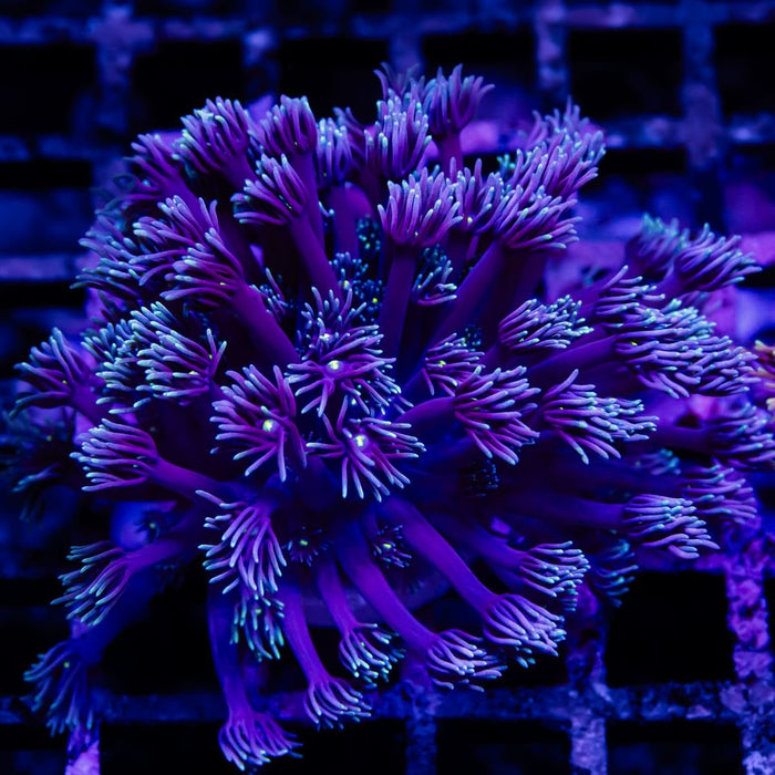 Goniopora Super Ultra - Reef Exclusive MA LLC