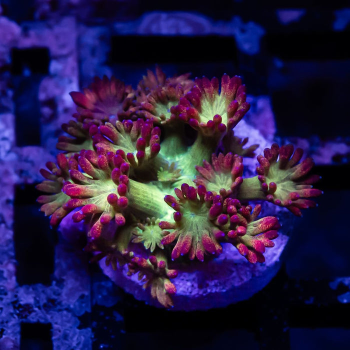 Goniopora Super Ultra - Reef Exclusive MA LLC