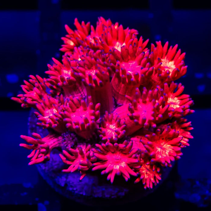 Goniopora Super Ultra - Reef Exclusive MA LLC