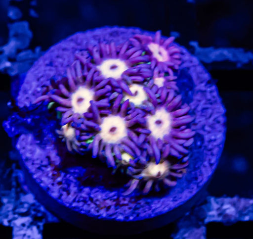 Goniopora Super Ultra - Reef Exclusive MA LLC