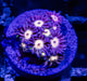 Goniopora Super Ultra - Reef Exclusive MA LLC