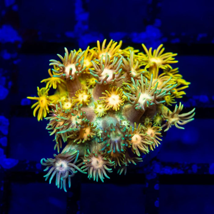 Goniopora Super Ultra - Reef Exclusive MA LLC