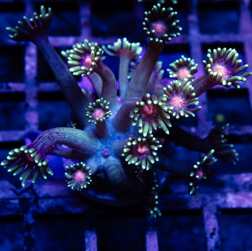 Goniopora Super Ultra - Reef Exclusive MA LLC