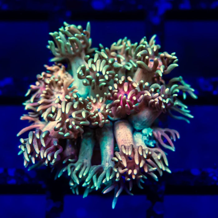 Goniopora Super Ultra - Reef Exclusive MA LLC