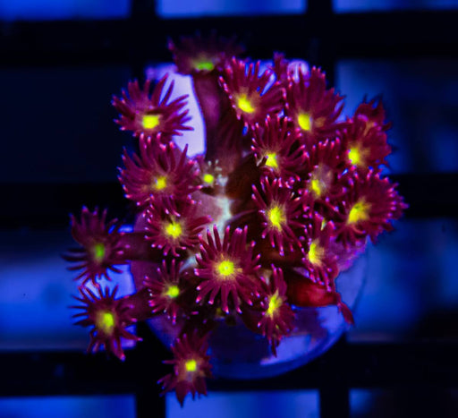 Goniopora Super Ultra - Reef Exclusive MA LLC