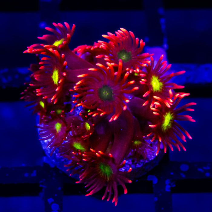 Goniopora Super Ultra - Reef Exclusive MA LLC