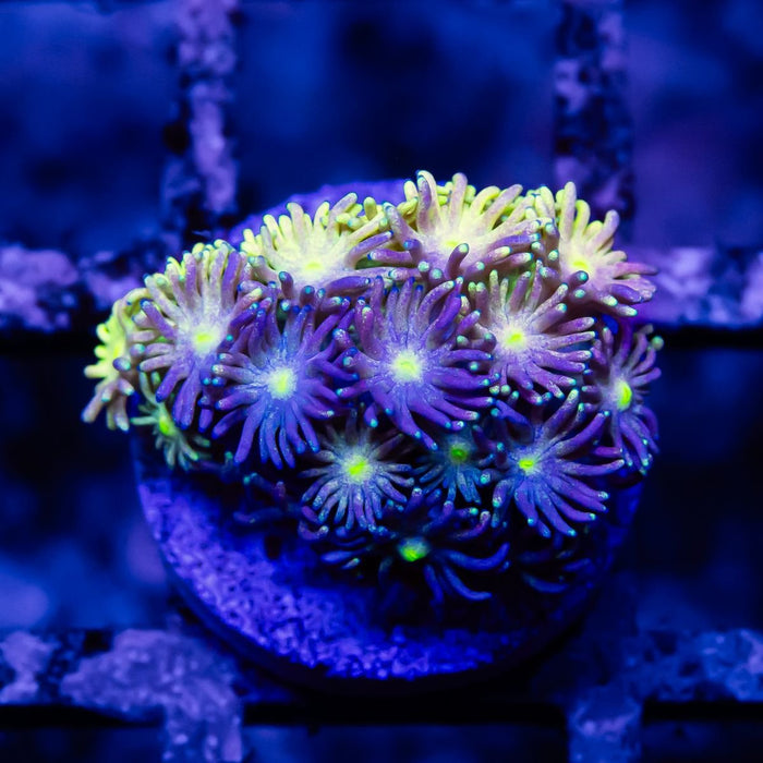 Goniopora Super Ultra - Reef Exclusive MA LLC