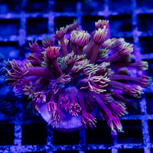 Goniopora Super Ultra - Reef Exclusive MA LLC