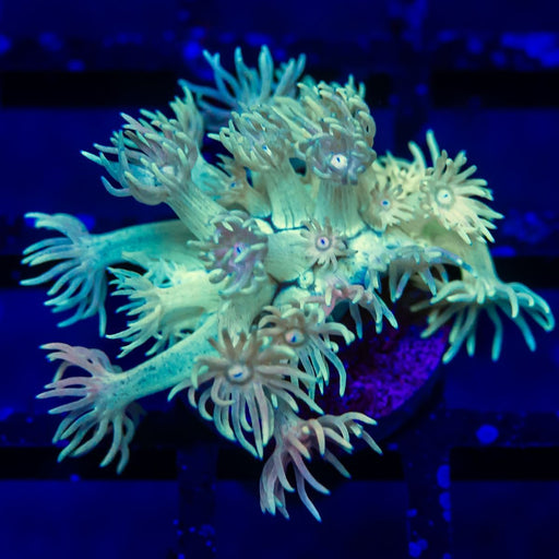 Goniopora Super Ultra - Reef Exclusive MA LLC