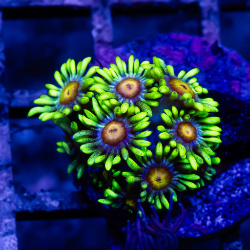 Goniopora Super Ultra - Reef Exclusive MA LLC