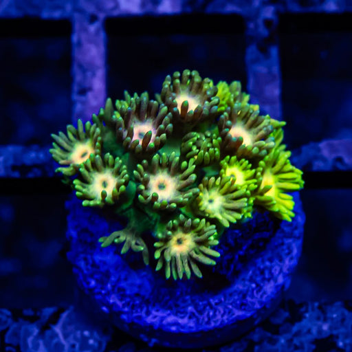 Goniopora Super Ultra - Reef Exclusive MA LLC