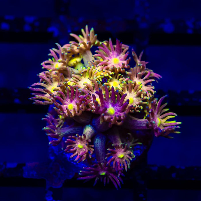 Goniopora Super Ultra - Reef Exclusive MA LLC