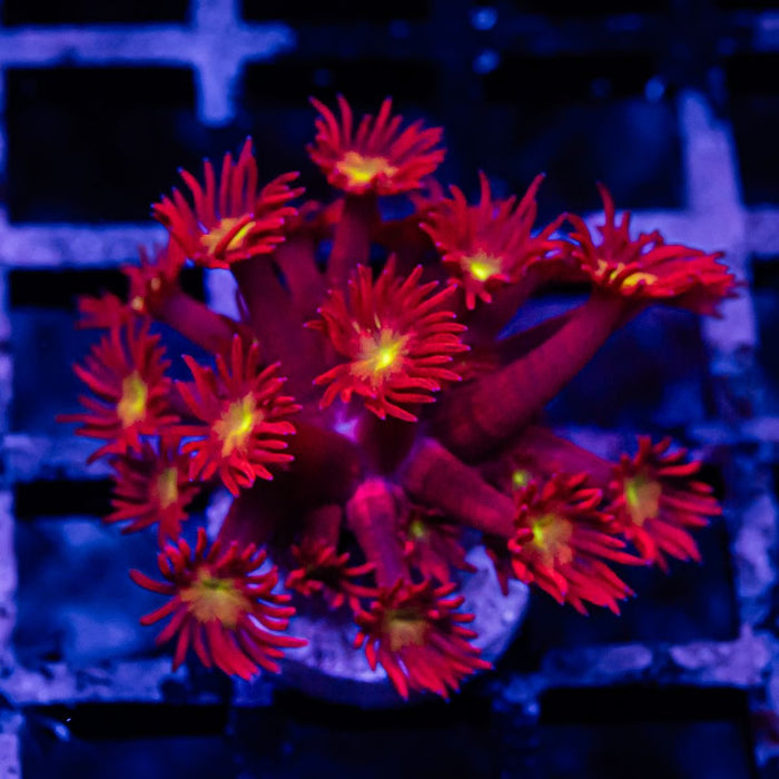 Goniopora Super Ultra - Reef Exclusive MA LLC