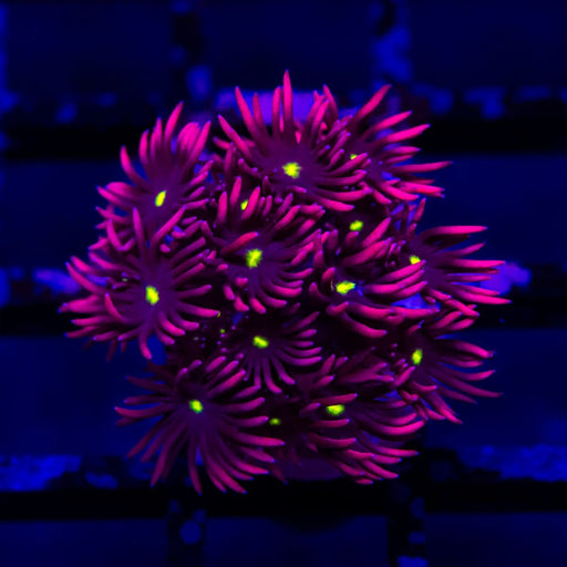 Goniopora Super Ultra - Reef Exclusive MA LLC