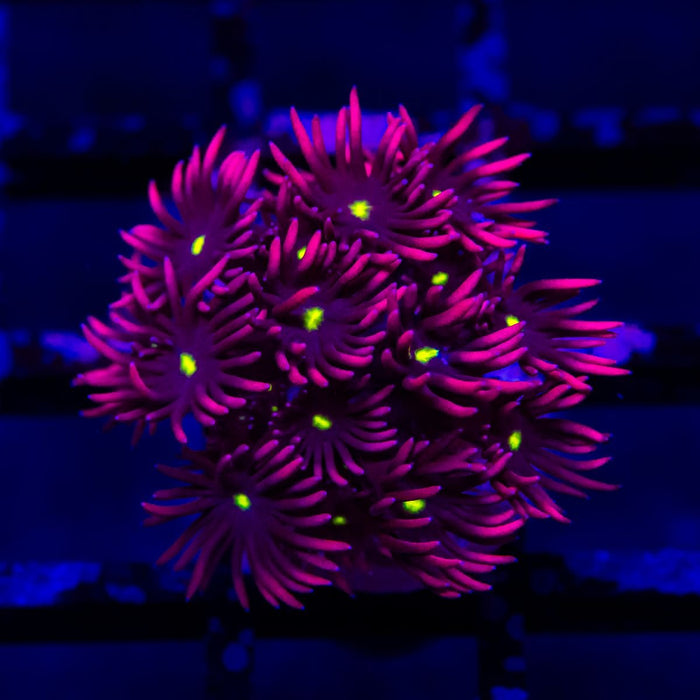 Goniopora Super Ultra - Reef Exclusive MA LLC