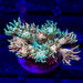 Goniopora Super Ultra - Reef Exclusive MA LLC