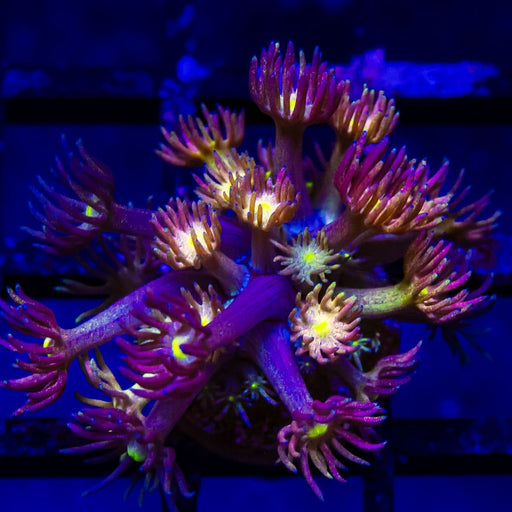 Goniopora Super Ultra (Goniopora sp.) - Reef Exclusive MA LLC