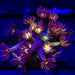 Goniopora Super Ultra (Goniopora sp.) - Reef Exclusive MA LLC