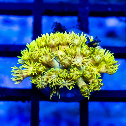 Goniopora Super Ultra (Goniopora sp.) - Reef Exclusive MA LLC