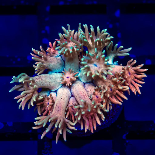 Goniopora Super Ultra (Goniopora sp.) - Reef Exclusive MA LLC