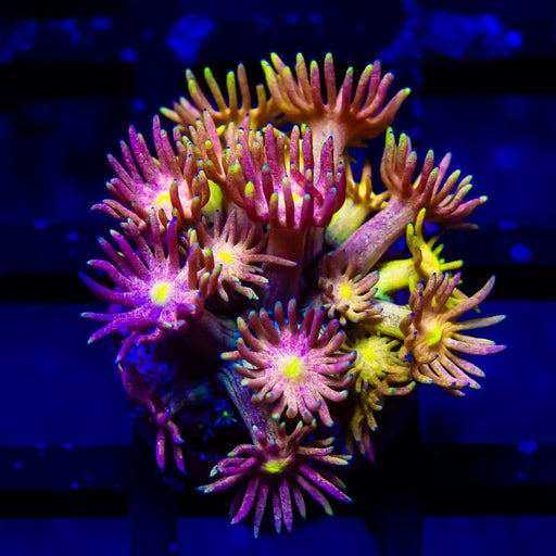 Goniopora Super Ultra (Goniopora sp.) - Reef Exclusive MA LLC