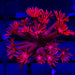 Goniopora Super Ultra (Goniopora sp.) - Reef Exclusive MA LLC