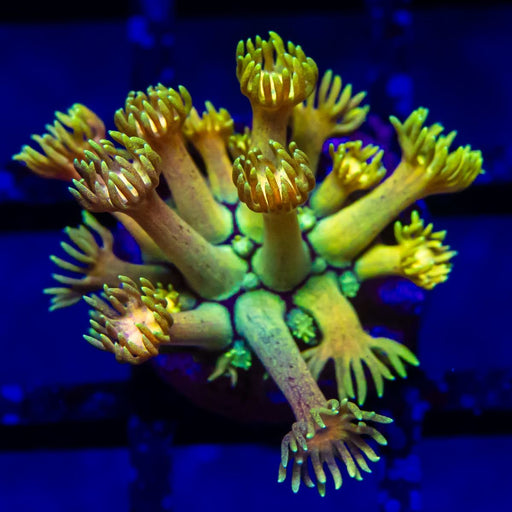 Goniopora Super Ultra (Goniopora sp.) - Reef Exclusive MA LLC