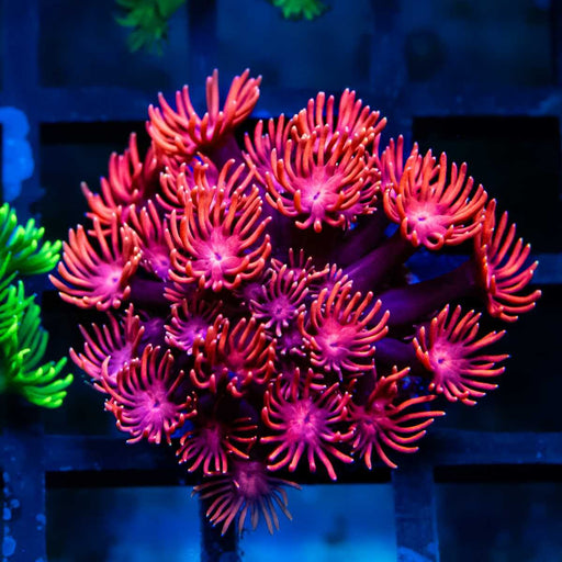 Goniopora Super Ultra (Goniopora sp.) - Reef Exclusive MA LLC