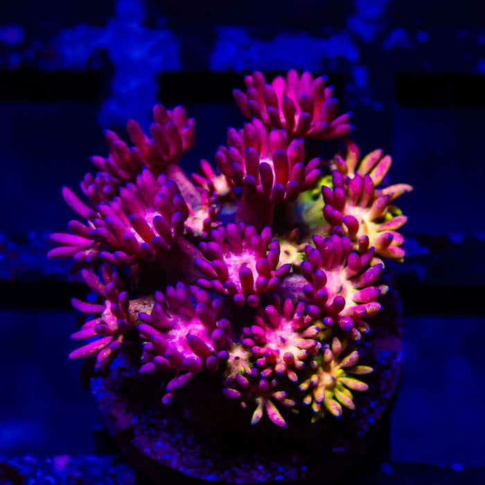 Goniopora Super Ultra (Goniopora sp.) - Reef Exclusive MA LLC