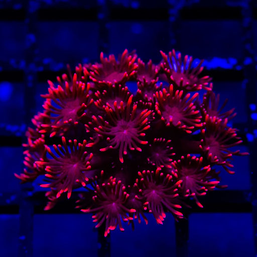 Goniopora Super Ultra (Goniopora sp.) - Reef Exclusive MA LLC