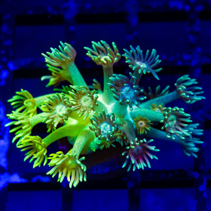 Goniopora Super Ultra (Goniopora sp.) - Reef Exclusive MA LLC