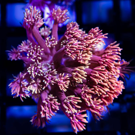 Goniopora Super Ultra (Goniopora sp.) - Reef Exclusive MA LLC