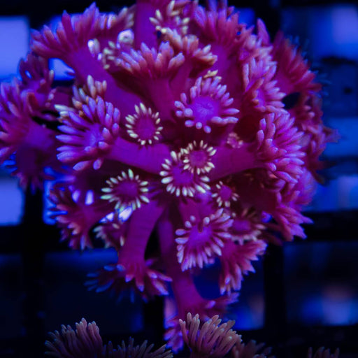 Goniopora Super Ultra (Goniopora sp.) - Reef Exclusive MA LLC